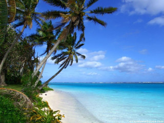 Beach palm trees clear blue - clear blue water free wallpaper