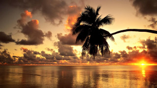 Sunset ocean palm tree clouds - a palm tree free wallpaper