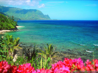 Hawaii ocean mountains flower scenery - pink flower free wallpaper for desktop