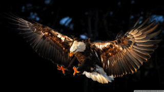 Large bird wings spread air 2 - a large bird free wallpaper