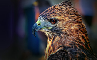 Bird of prey close up 2 - prey free wallpaper