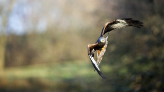 Bird flying air wings spread 3 - wing free wallpaper