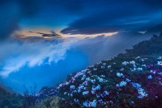 Mountain flowers cloudy sky clouds - blue flower free wallpaper
