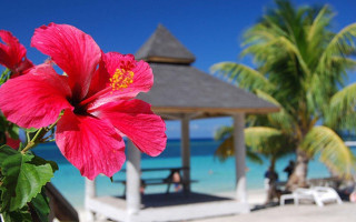 Pink flower vase beach gazebo - flavia bloi free wallpaper