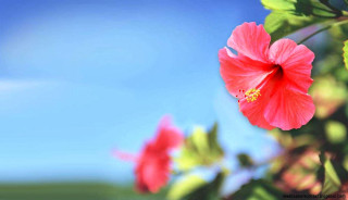 Red flower green leaves blue 4 - a red flower free wallpaper