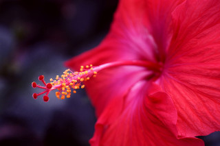 Red flower yellow stamen green 3 - the end free wallpaper