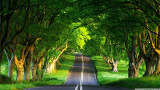 Tree lined road surrounded by 4 - a line of trees free wallpaper