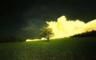 Lone tree field cloudy sky 27 - a dark cloud free wallpaper