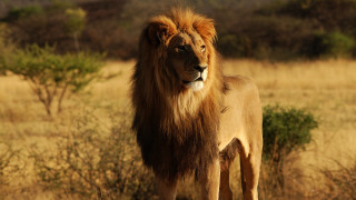 Lion field trees background bushes - the background and bushes free wallpaper for desktop