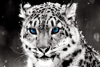 Snow leopard blue eyes snow 3 - a snow leopard free wallpaper