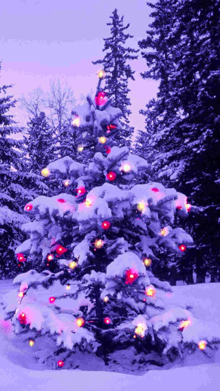 Christmas tree lights snow forest - a christmas tree free wallpaper for mobile