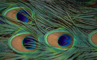 Peacock feathers closeup blurry background - anthony devas free wallpaper for desktop