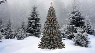 Christmas tree snowy forest star - ernest william christmas free wallpaper