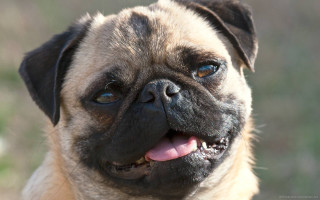 Pug closeup smile tongue out - closeup free wallpaper
