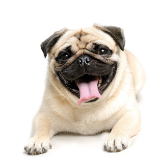 Small dog laying tongue out - free dogs wallpaper for tablet