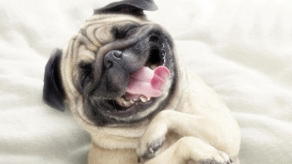 Small dog bed tongue out - funny free wallpaper for desktop