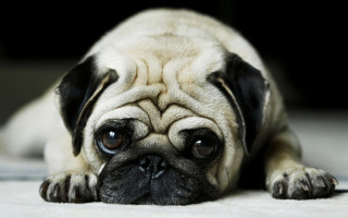 Small pug dog sad looking - a small pug dog free wallpaper