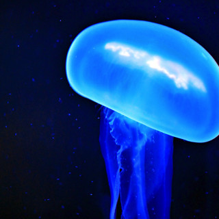 Blue jellyfish night water stars - night time free wallpaper for tablet