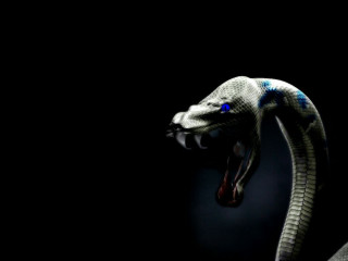 Snake mouth open tongue out - blender free wallpaper for desktop