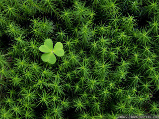 Four leaf clover green plant - cornelia parker free wallpaper