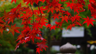 Red tree red leaves background - a red tree free wallpaper