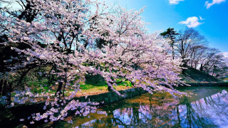 Tree pink flowers water bridge - a bridge in the background free wallpaper