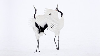 Two birds snow wings spread - one bird free wallpaper