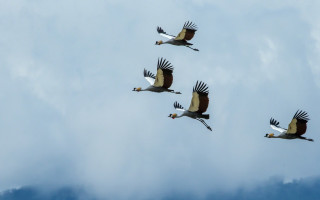 Birds flying cloudy sky background - a few bird free wallpaper