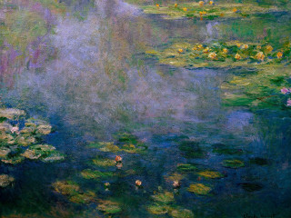 Water lilies flowers pond sky - a pond of water free wallpaper