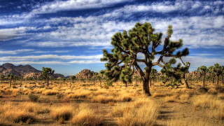 Large cactus tree desert mountains - bob thompson free wallpaper