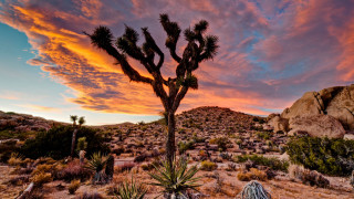 Large cactus tree desert sunset - ansel adams free wallpaper for desktop