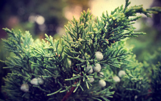 Pine tree cones needles branches - needle free wallpaper