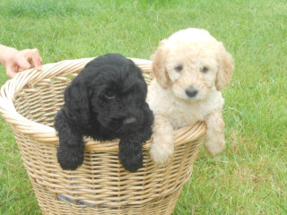 Basket puppies grass hand stuffed - two puppy free wallpaper