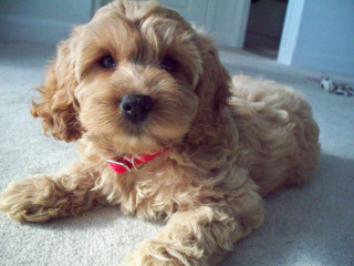 Adorable shiba inu laying red - a stipple free wallpaper