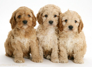 Three puppies sitting white background - david budd free wallpaper