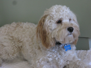 White dog blue tag bed - a stipple free wallpaper