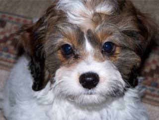 Small dog brown white face - a small dog free wallpaper