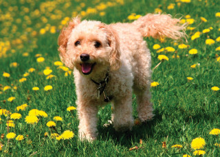 Dog standing field dandelions mouth - its tongue free wallpaper