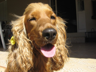 Dog flower ear patio house - its ear free wallpaper