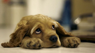 Sad dog laying floor looking - a portrait free wallpaper