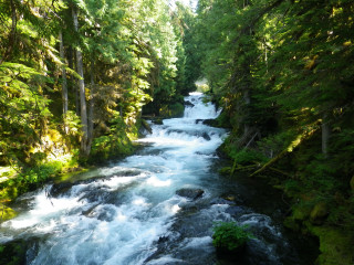 River lush green forest trees 4 - river free wallpaper for desktop