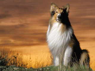 Dog sitting field sunset sky - majestic free wallpaper