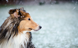 Dog snow head turned ears - the snow free wallpaper for desktop