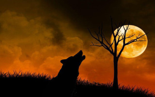 Wolf full moon tree grass 2 - full moon free wallpaper