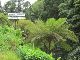 Forest sign lush green trees - bernard accama free wallpaper