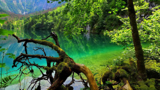 Lake trees mountains green nature - tree and mountains free wallpaper
