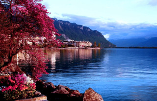 Lake flowers town mountains shore - a bunch of flowers free wallpaper for desktop