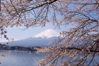 Mountain snow peak lake tree - a tree in the foreground free wallpaper