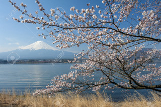 Tree white flowers water mountain - ukiyoe free wallpaper for desktop