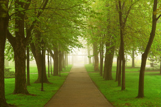 Park path misty trees bench - the far side free wallpaper